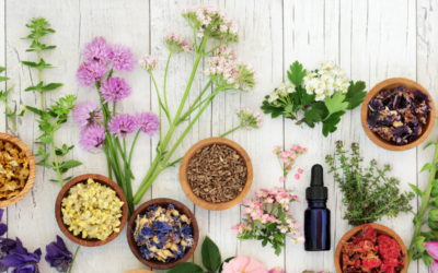 Bitácora de Plantas Sagradas