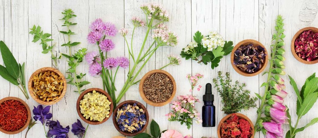 Plantas medicinales de Argentina: más de 100 hierbas, propiedades y usos