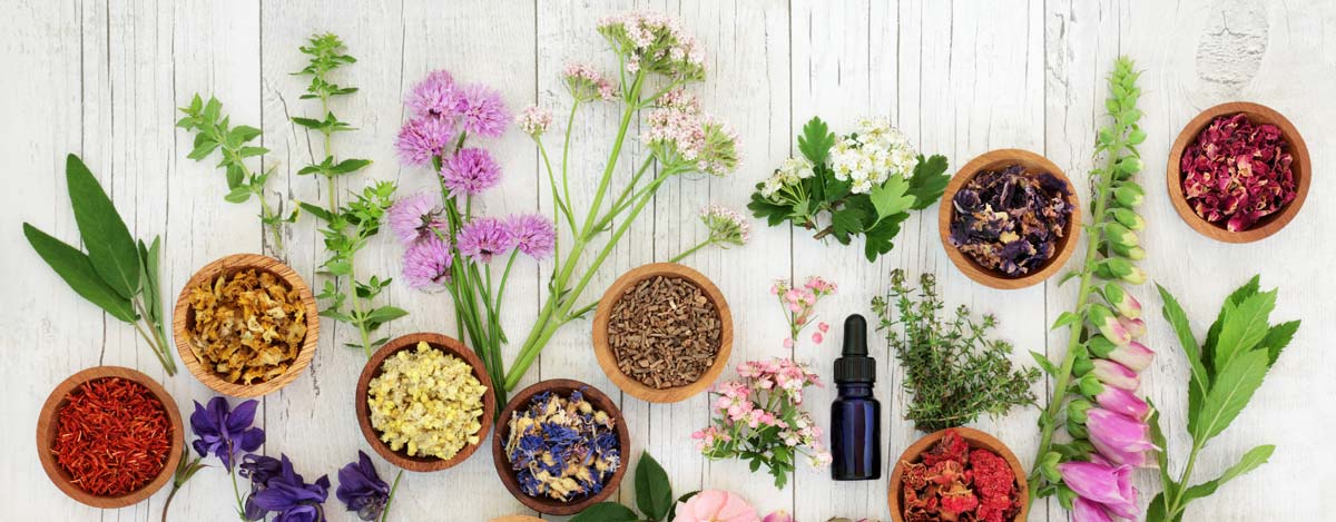 Plantas medicinales de Argentina