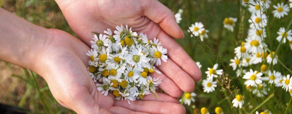 Plantas medicinales de Argentina